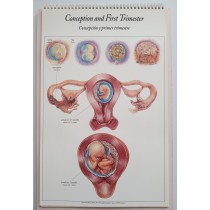 Process of Giving Birth Charts